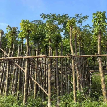 秋枫树基地直销规格齐全有需要的老板欢迎来电咨询合作