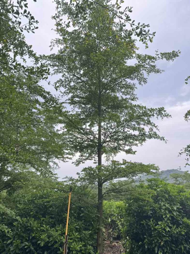 全冠/光杆小叶榄仁基地直销规格齐全有需要的老板欢迎来电咨