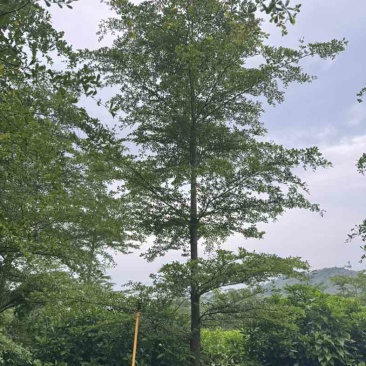 全冠/光杆小叶榄仁基地直销规格齐全有需要的老板欢迎来电咨