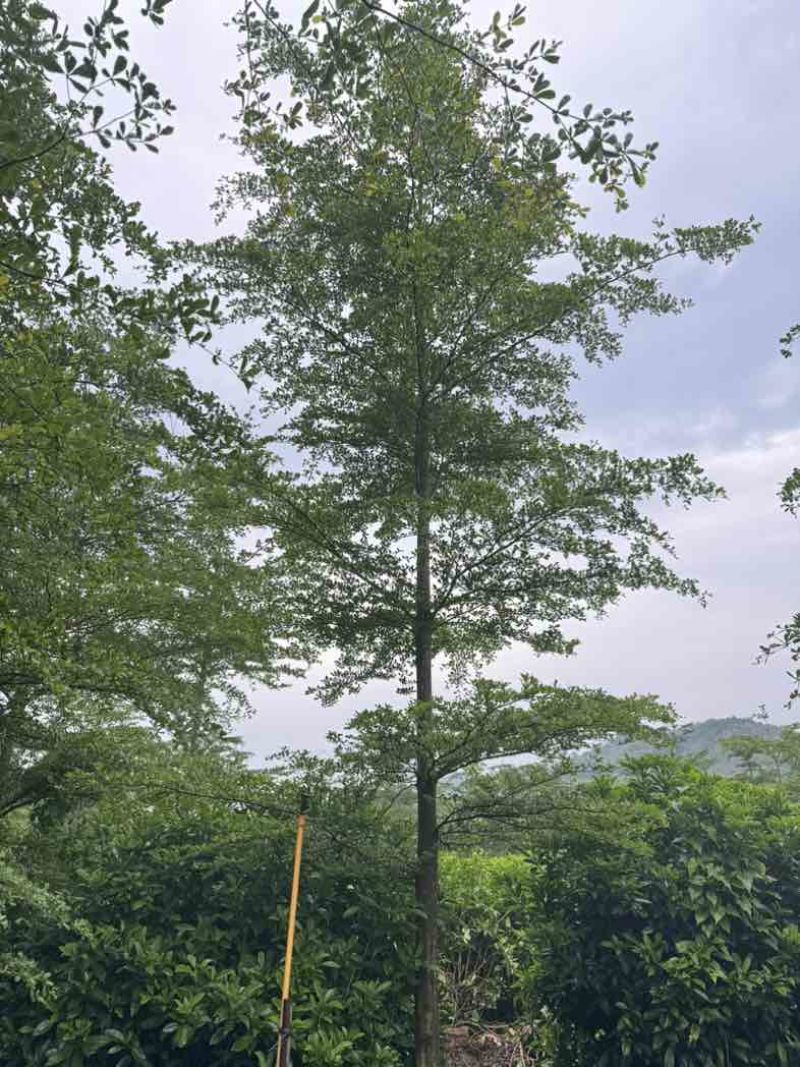 全冠/光杆小叶榄仁基地直销规格齐全有需要的老板欢迎来电咨