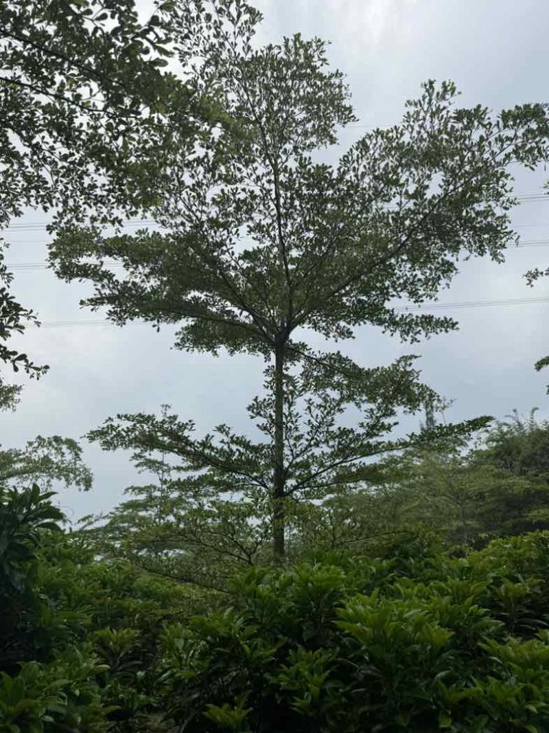 全冠/光杆小叶榄仁基地直销规格齐全有需要的老板欢迎来电咨