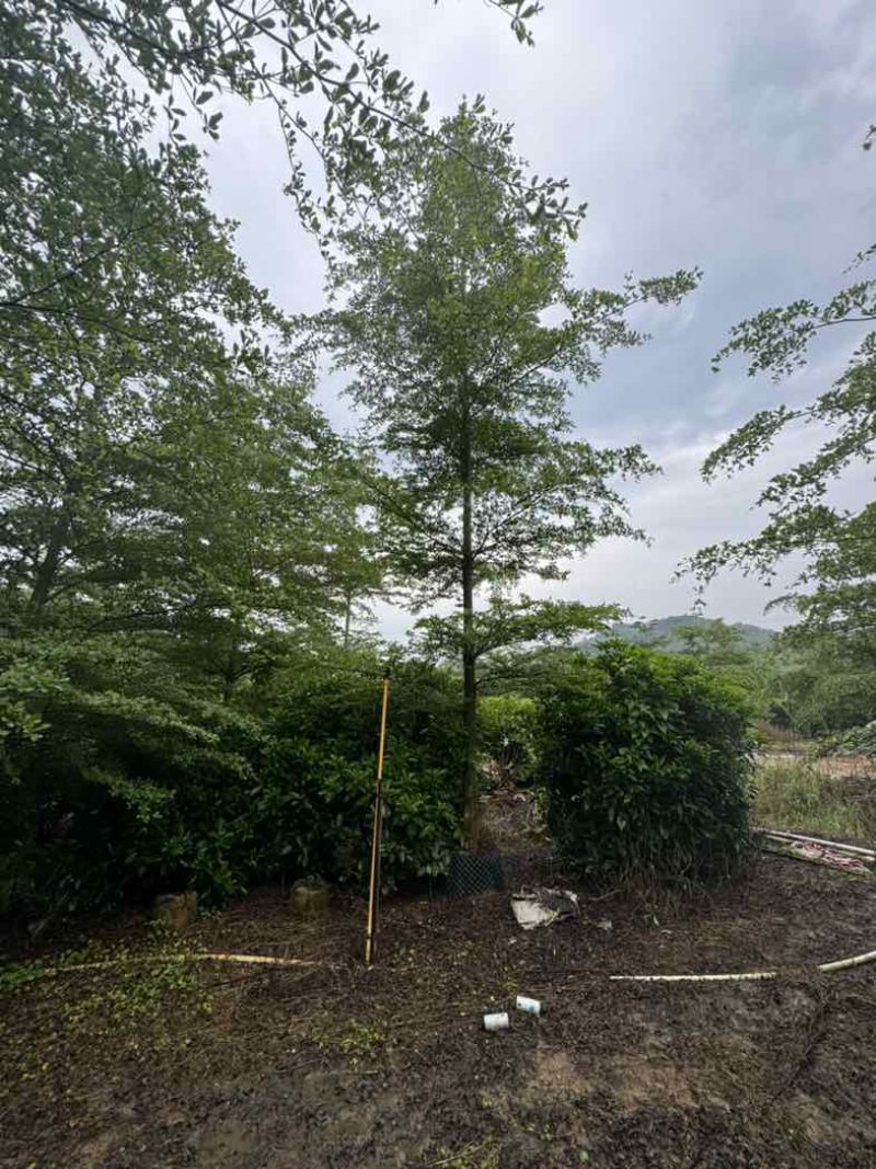 全冠/光杆小叶榄仁基地直销规格齐全有需要的老板欢迎来电咨