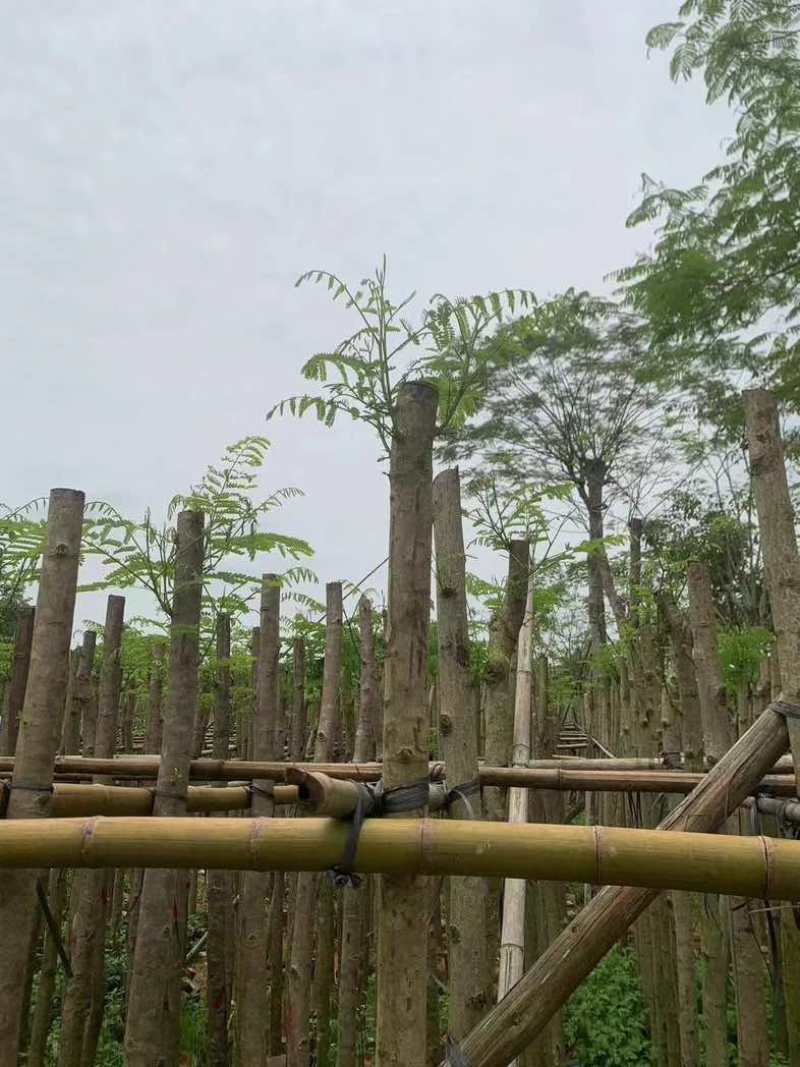 凤凰树基地直销规格齐全有需要的老板欢迎来电咨询合作