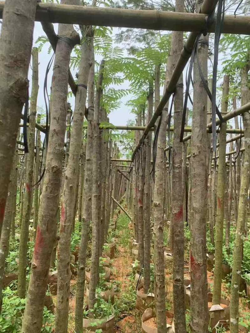 凤凰树基地直销规格齐全有需要的老板欢迎来电咨询合作