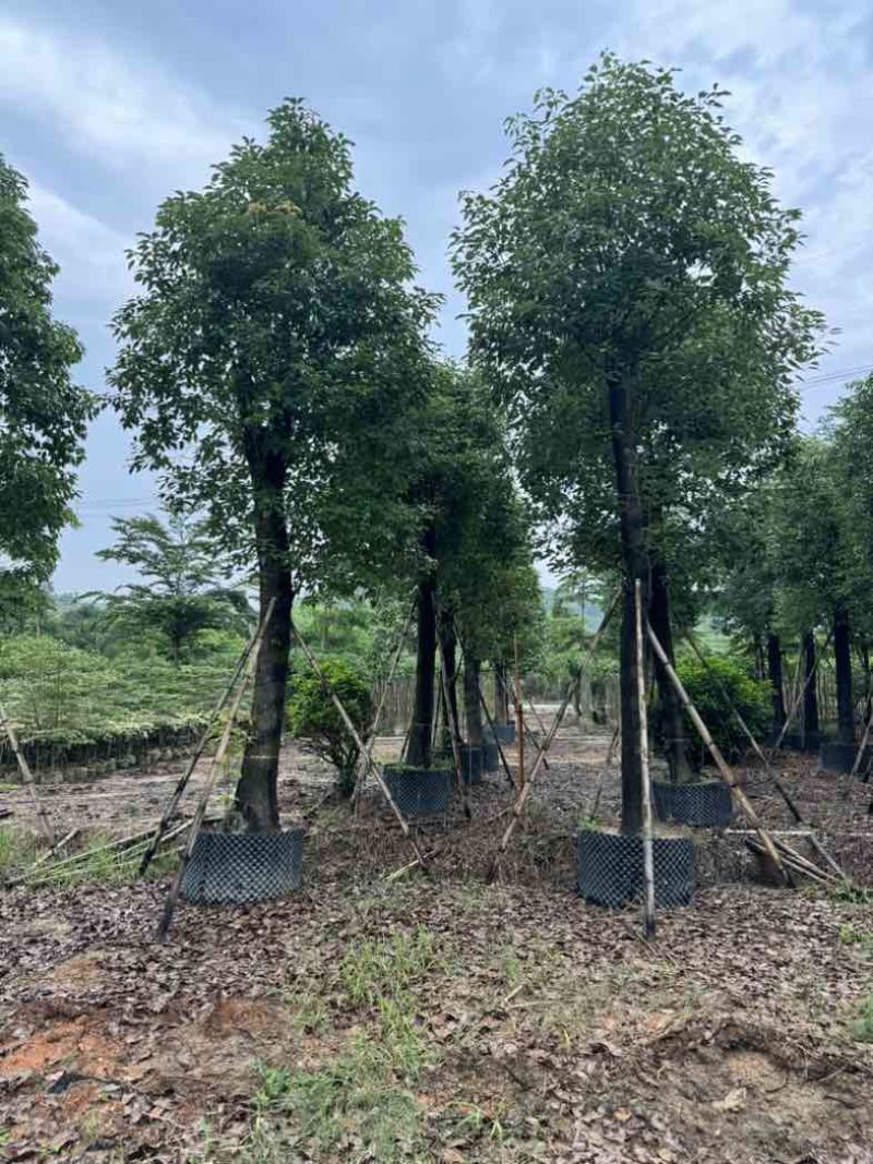 养冠香樟基地直销规格齐全有需要的老板欢迎来电咨询合作