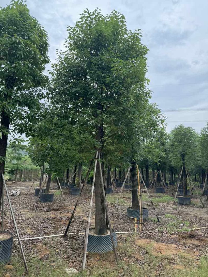 养冠香樟基地直销规格齐全有需要的老板欢迎来电咨询合作