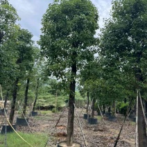 养冠香樟基地直销规格齐全有需要的老板欢迎来电咨询合作