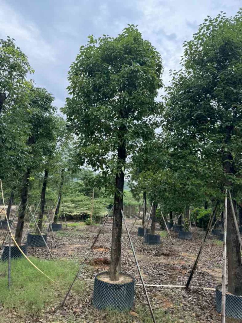 养冠香樟基地直销规格齐全有需要的老板欢迎来电咨询合作