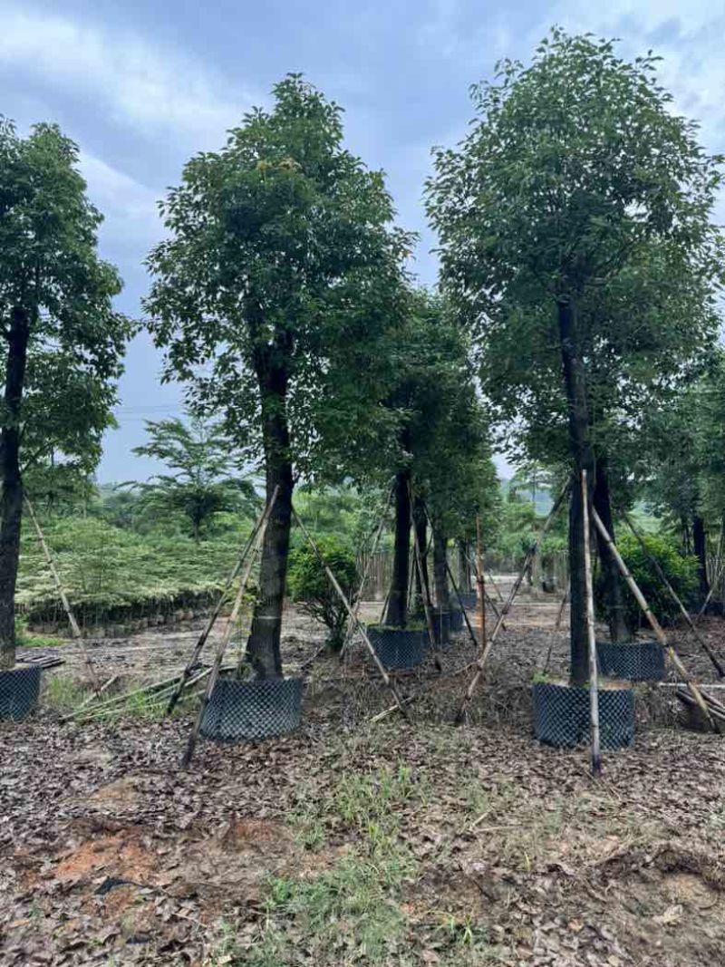 养冠香樟基地直销规格齐全有需要的老板欢迎来电咨询合作