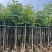 黄山栾树基地直销规格齐全有需要的老板欢迎来电咨询合作