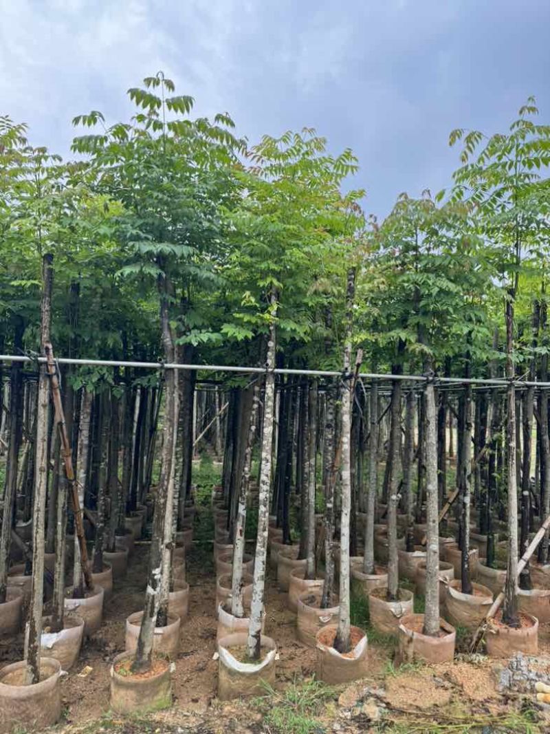 黄山栾树基地直销规格齐全有需要的老板欢迎来电咨询合作