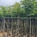 黄山栾树基地直销规格齐全有需要的老板欢迎来电咨询合作