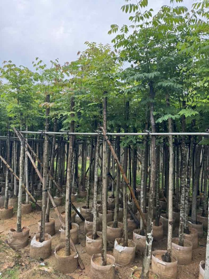 黄山栾树基地直销规格齐全有需要的老板欢迎来电咨询合作