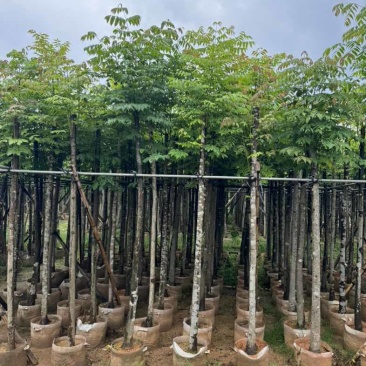 黄山栾树基地直销规格齐全有需要的老板欢迎来电咨询合作