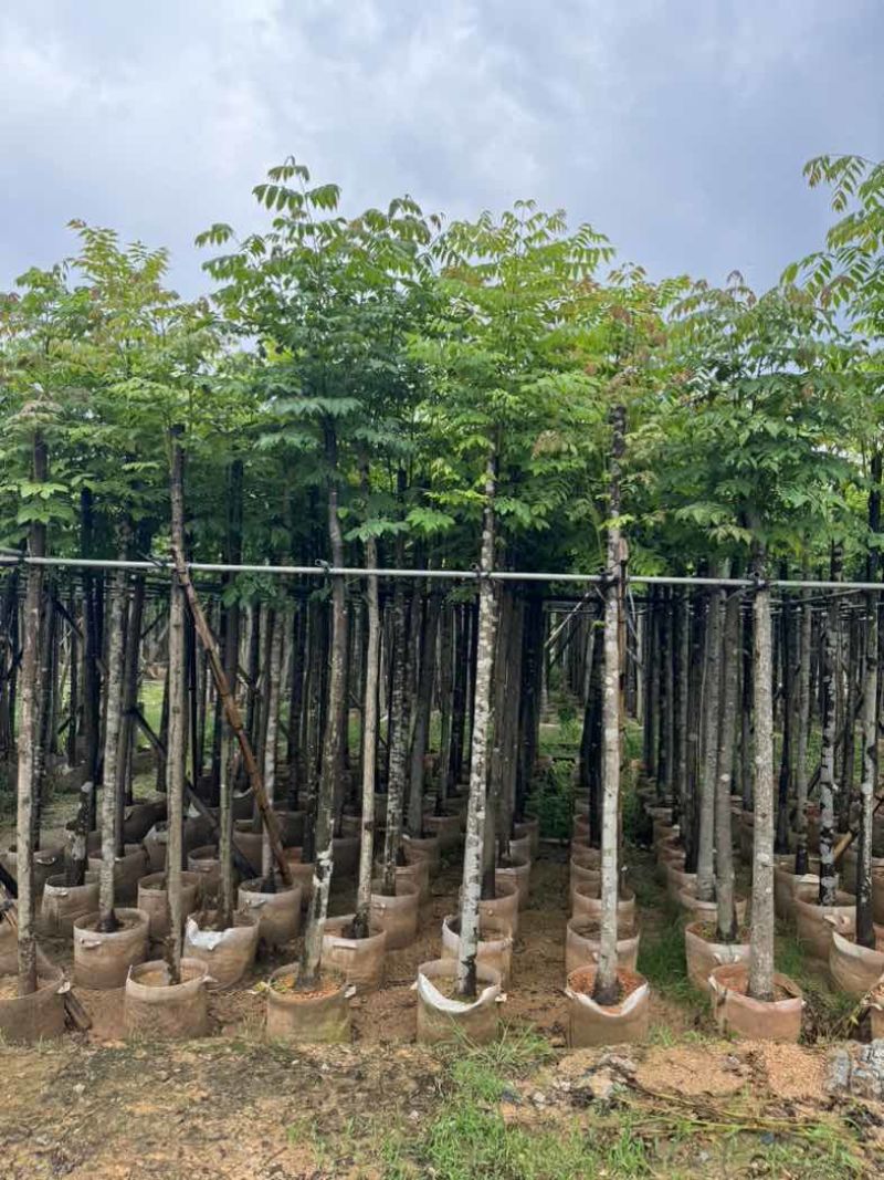 黄山栾树基地直销规格齐全有需要的老板欢迎来电咨询合作