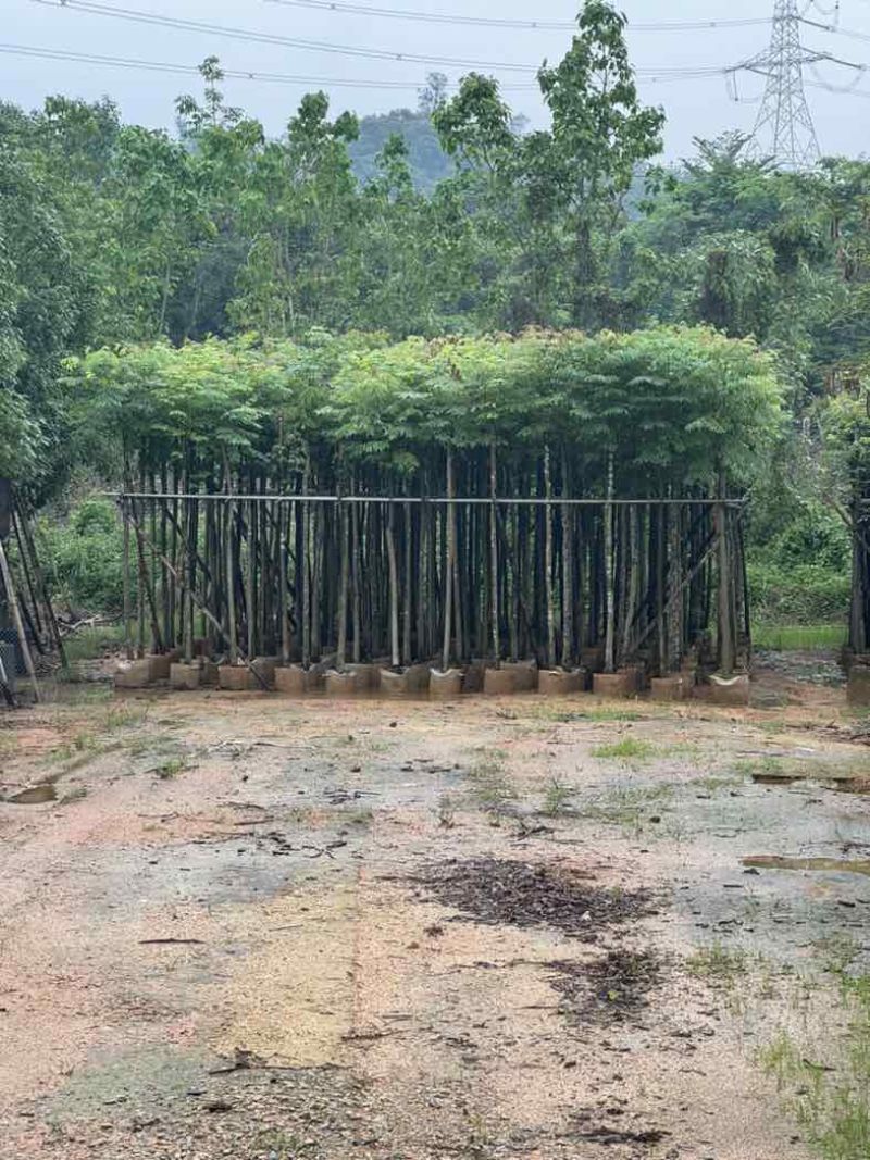 黄山栾树基地直销规格齐全有需要的老板欢迎来电咨询合作