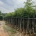黄山栾树基地直销规格齐全有需要的老板欢迎来电咨询合作