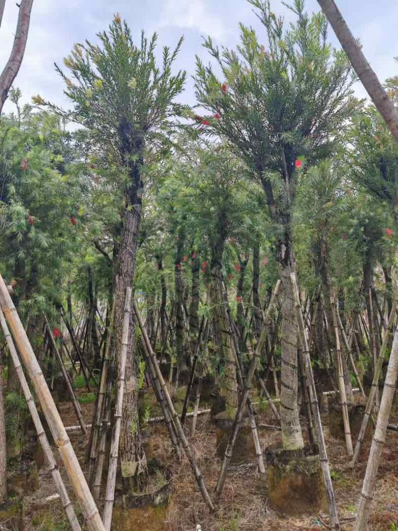 串钱柳/红千层基地直销规格齐全有需要的老板欢迎老板来电