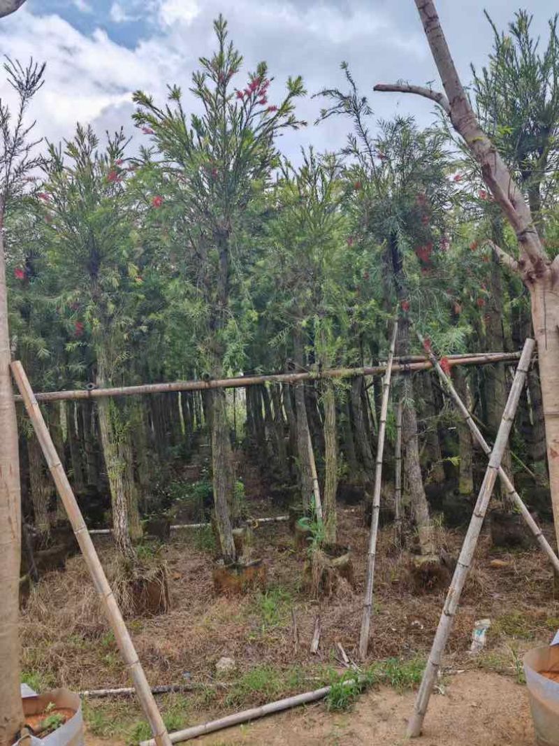 串钱柳/红千层基地直销规格齐全有需要的老板欢迎老板来电