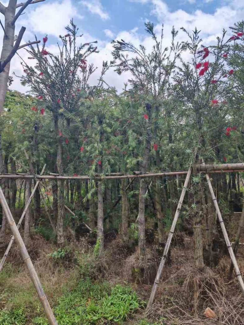 串钱柳/红千层基地直销规格齐全有需要的老板欢迎老板来电