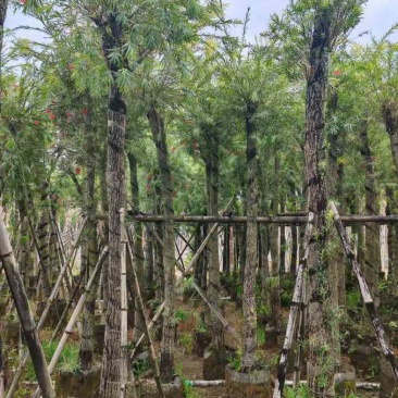 串钱柳/红千层基地直销规格齐全有需要的老板欢迎老板来电