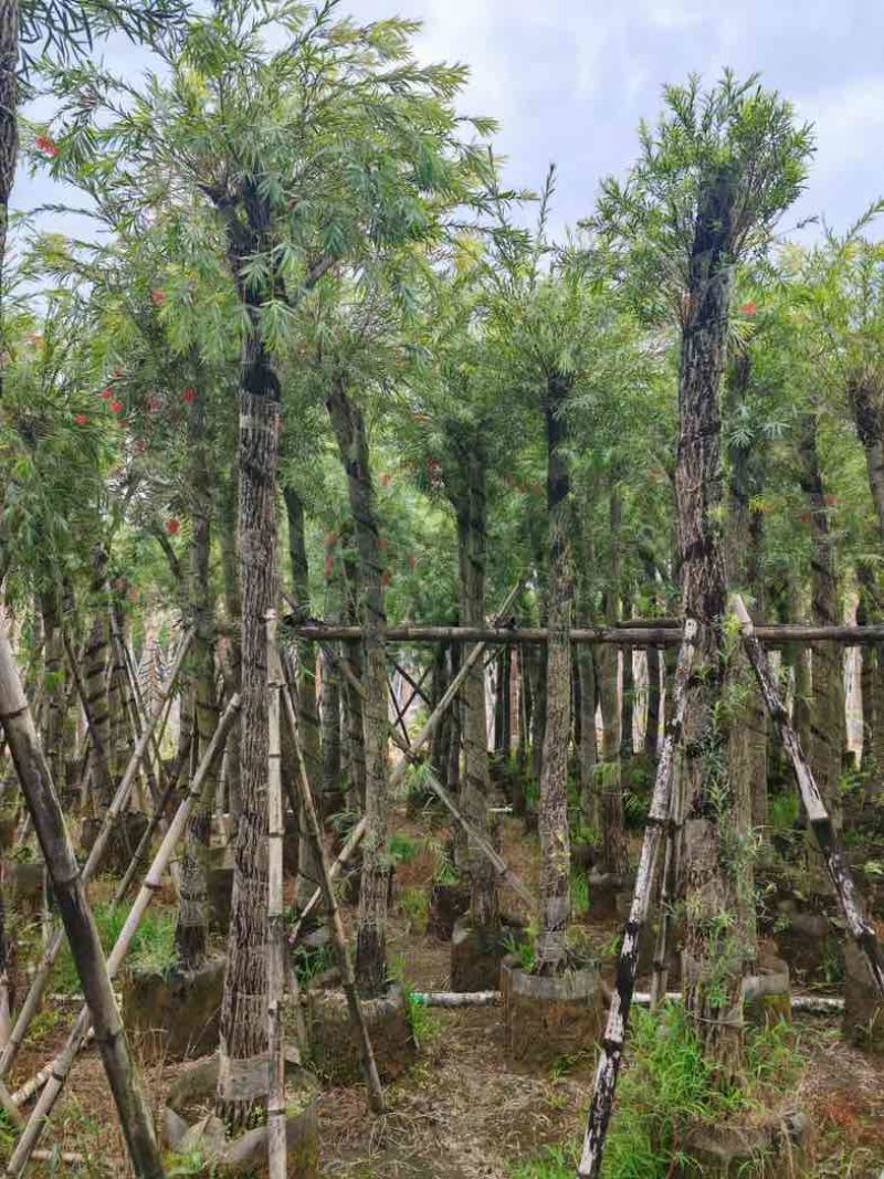 串钱柳/红千层基地直销规格齐全有需要的老板欢迎老板来电