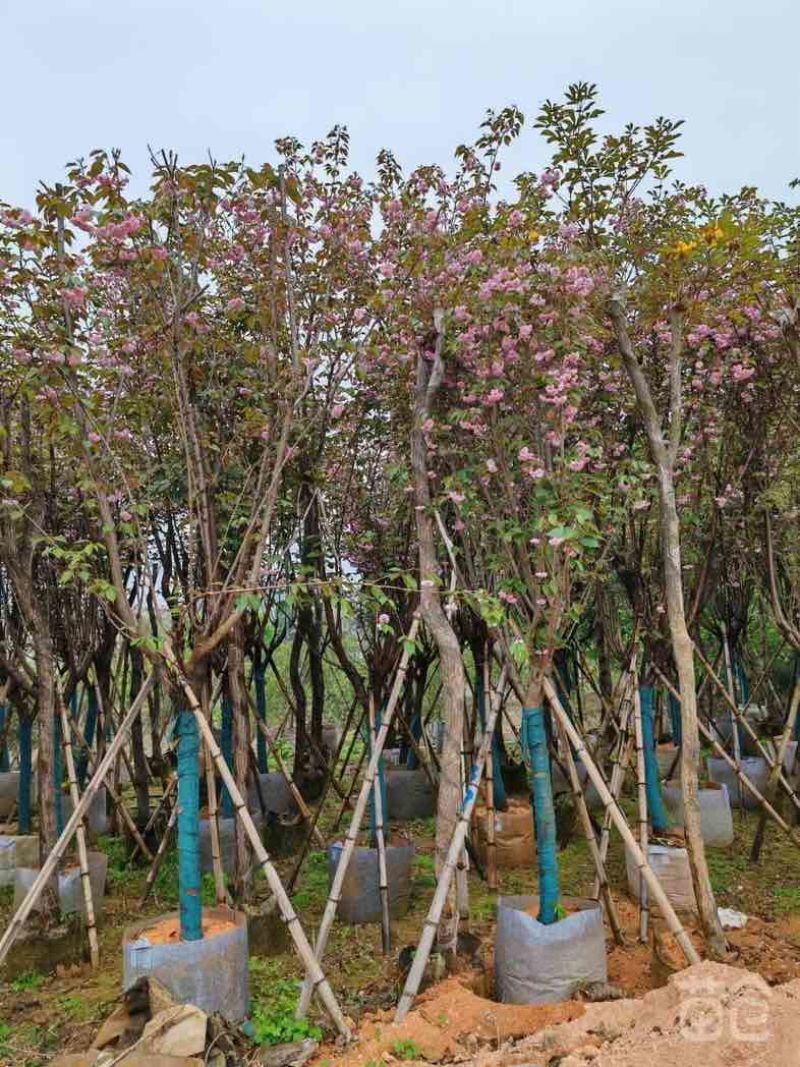 全冠广州樱基地直销规格齐全欢迎老板来电咨询合作