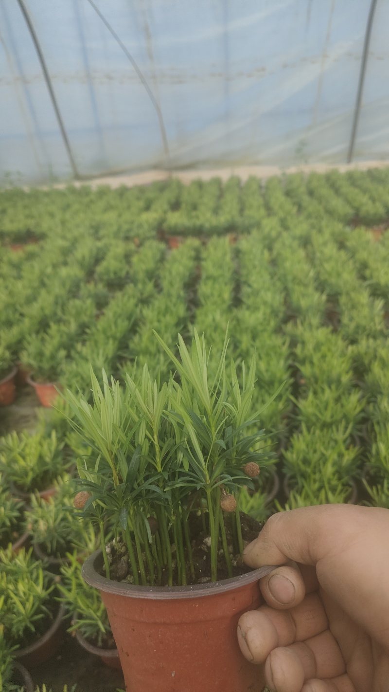 小盆栽罗汉松。一盆30-50棵