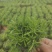 小盆栽罗汉松。一盆30-50棵