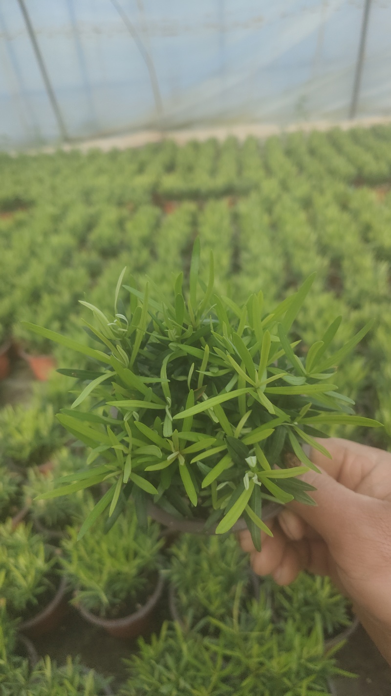 小盆栽罗汉松。一盆30-50棵