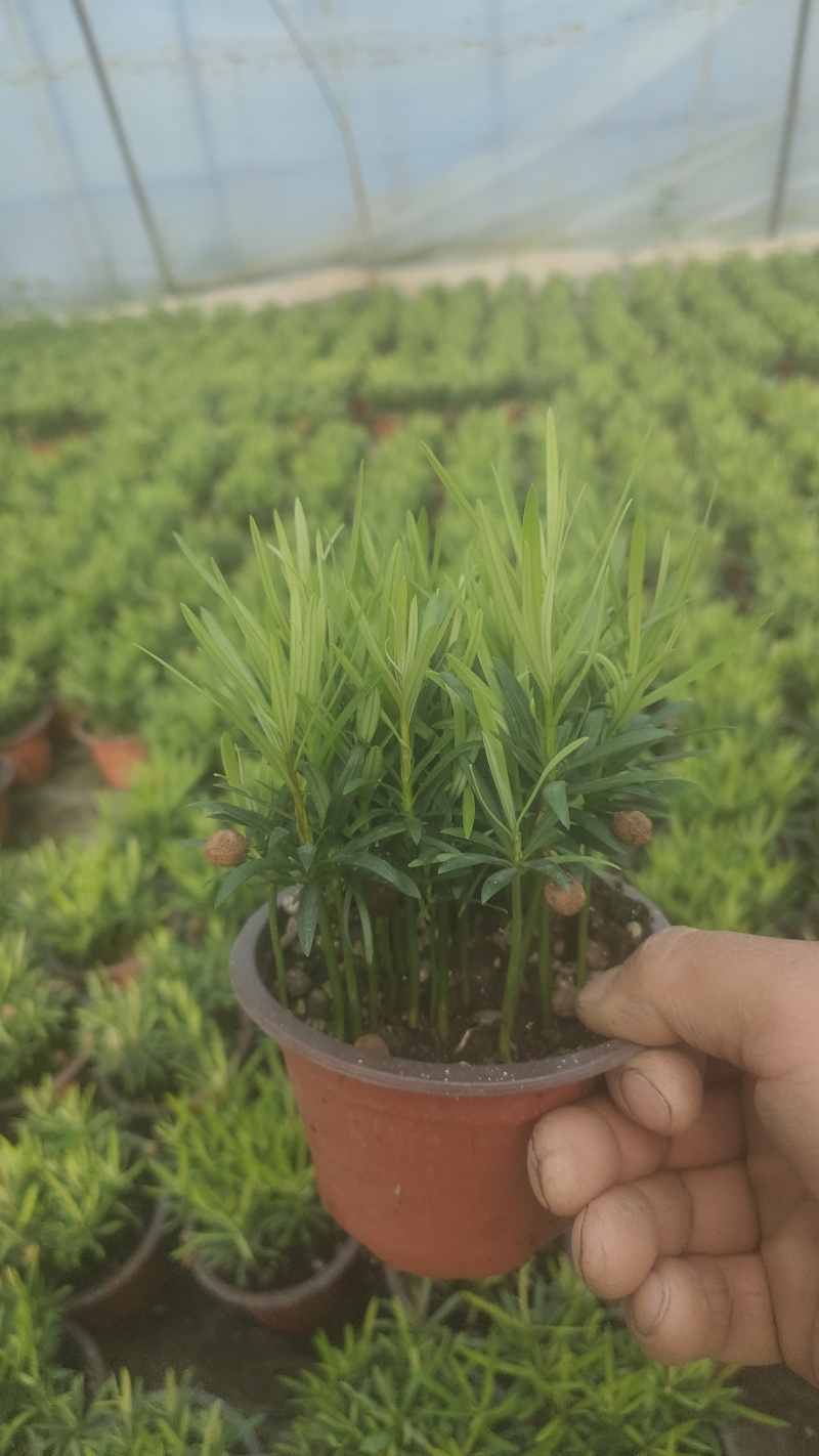 小盆栽罗汉松。一盆30-50棵