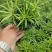 小盆栽罗汉松。一盆30-50棵