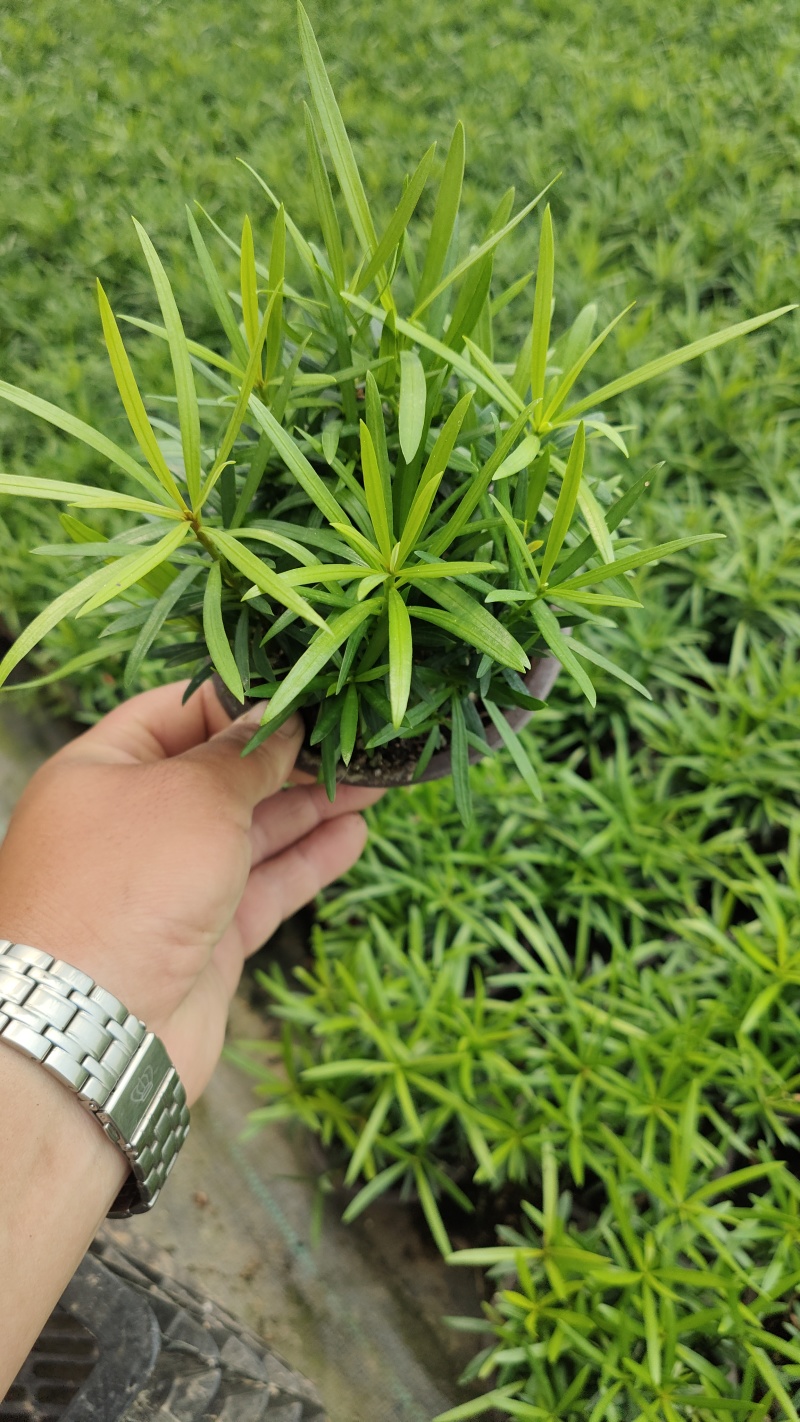 小盆栽罗汉松。一盆30-50棵