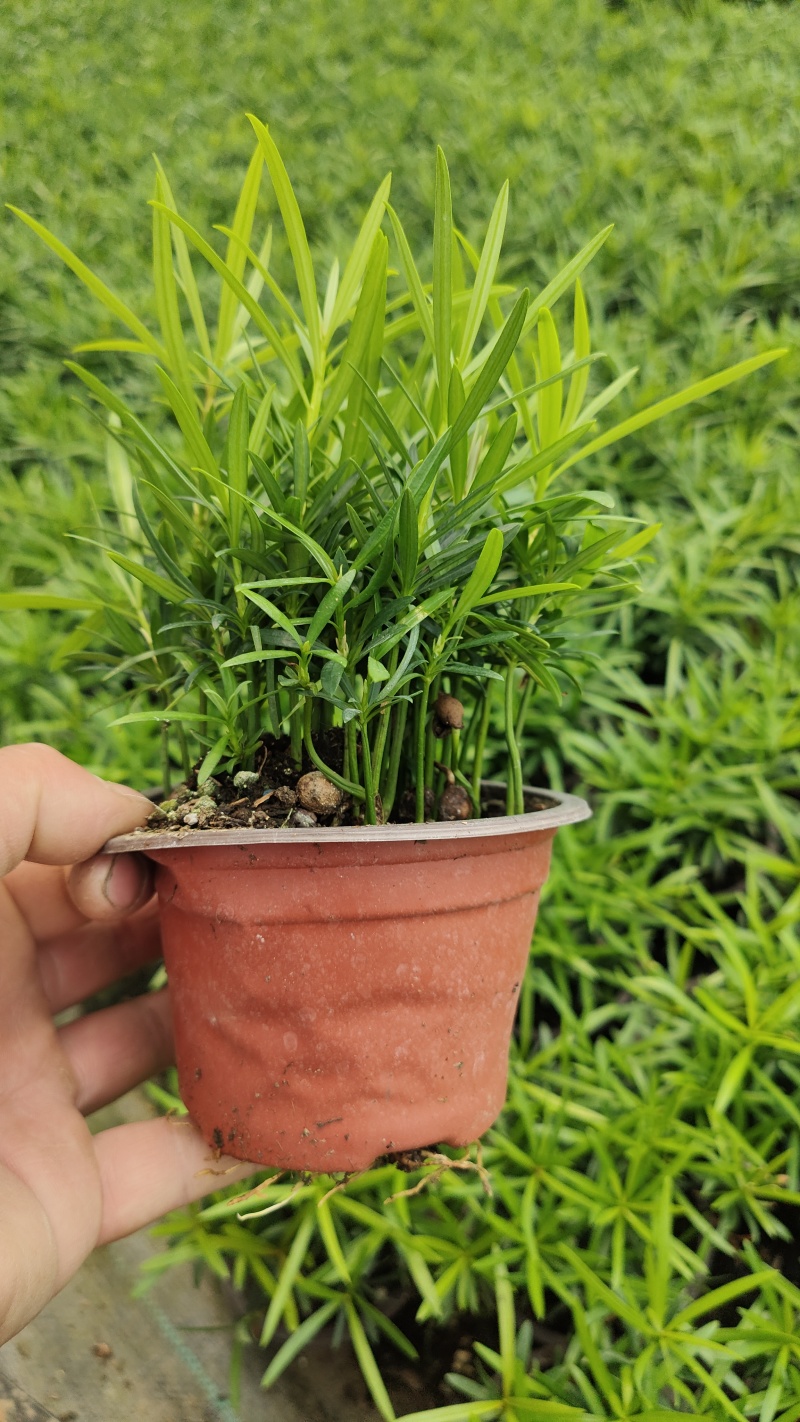 小盆栽罗汉松。一盆30-50棵