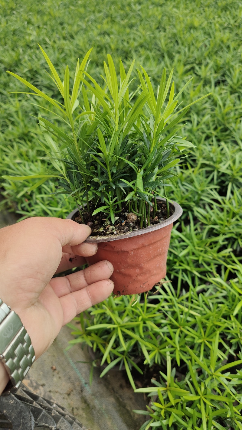 小盆栽罗汉松。一盆30-50棵