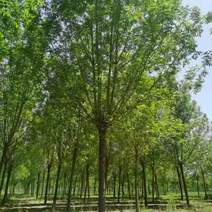 榆树（脑径15至18）分支点2、3米。