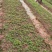 木荷芽苗，木荷杯苗，一年生木荷苗，木荷树苗