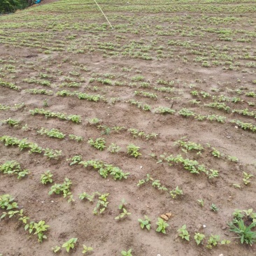 香樟小苗，香樟芽苗，香樟杯苗，香樟树苗，香樟苗