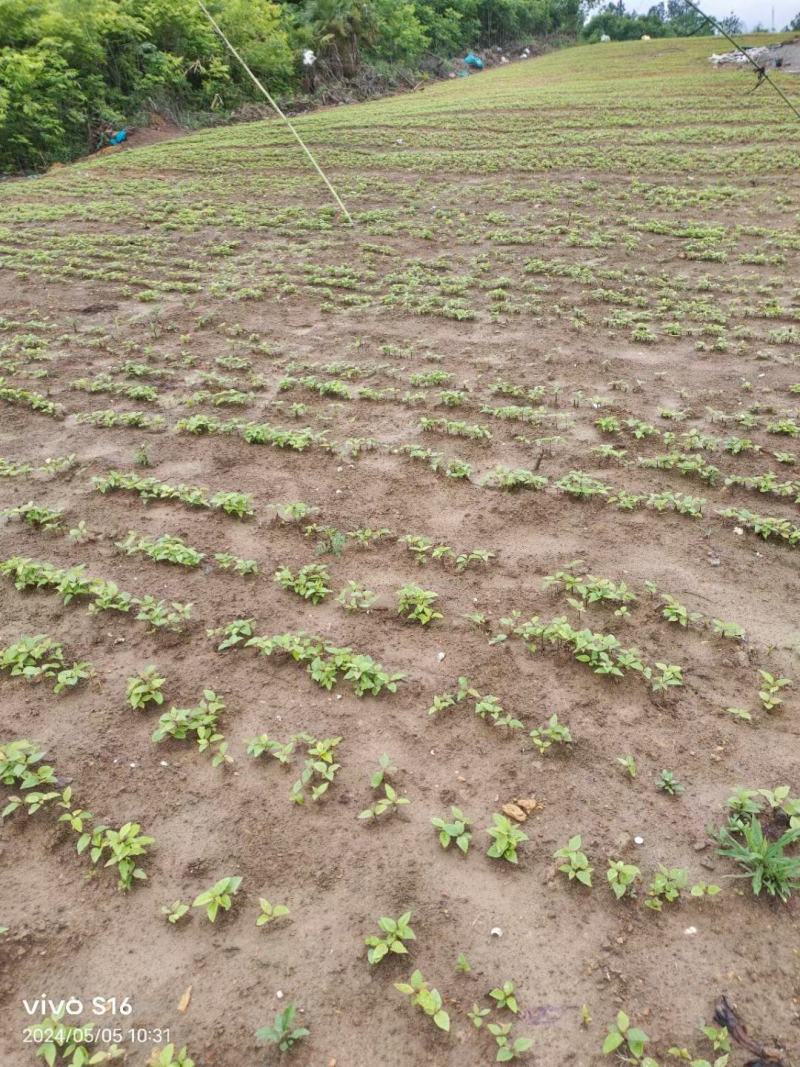 香樟小苗，香樟芽苗，香樟杯苗，香樟树苗，香樟苗