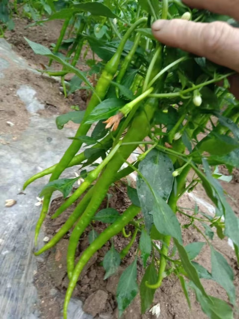 辣椒