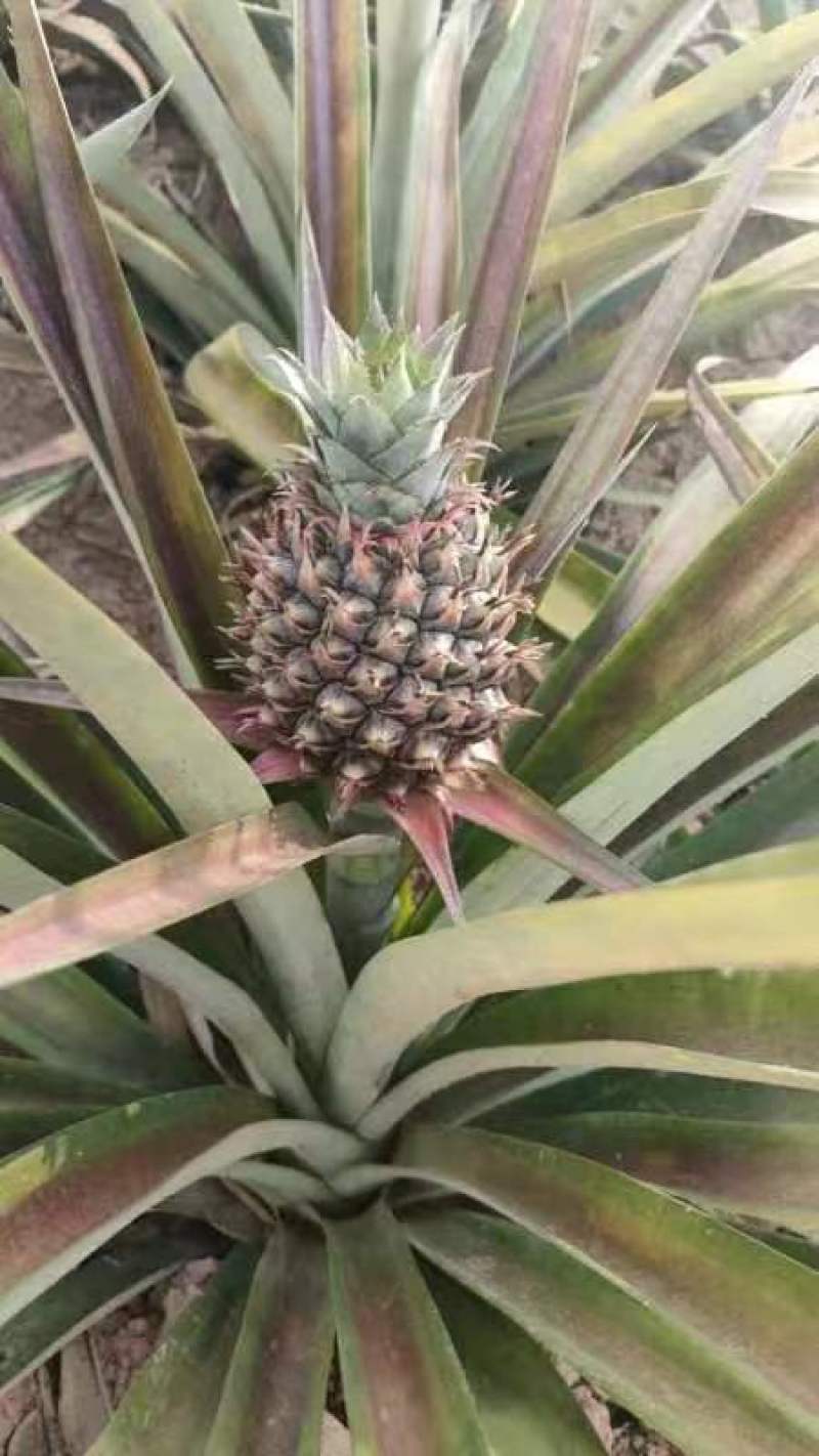 盆栽菠萝，水培菠萝大量供货。四季水果基地
