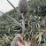 盆栽菠萝，水培菠萝大量供货。四季水果基地