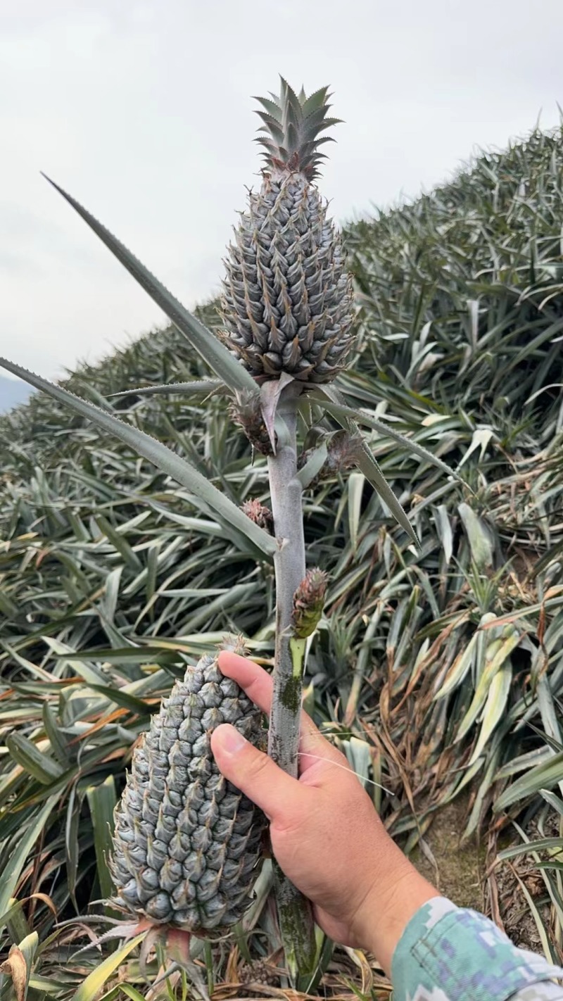 盆栽菠萝，水培菠萝大量供货。四季水果基地