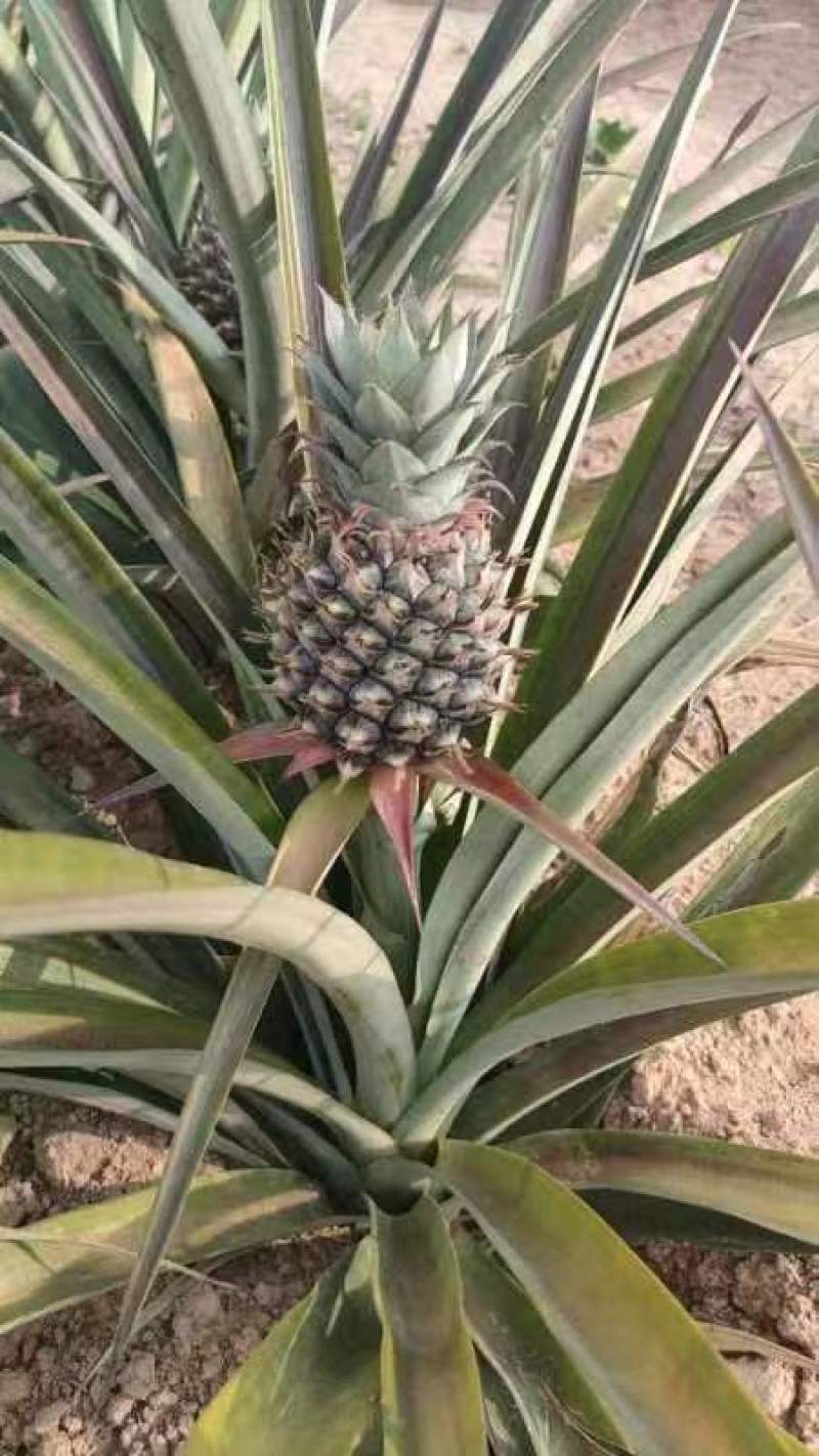 盆栽菠萝，水培菠萝大量供货。四季水果基地