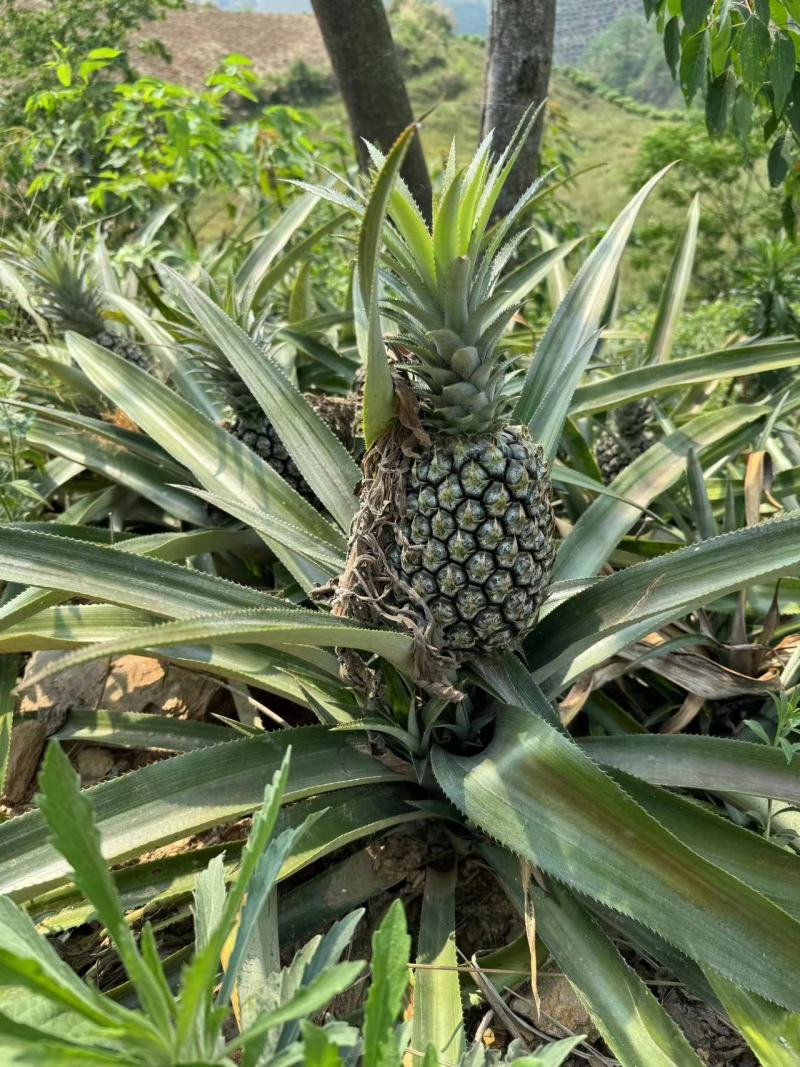 盆栽菠萝，水培菠萝大量供货。四季水果基地