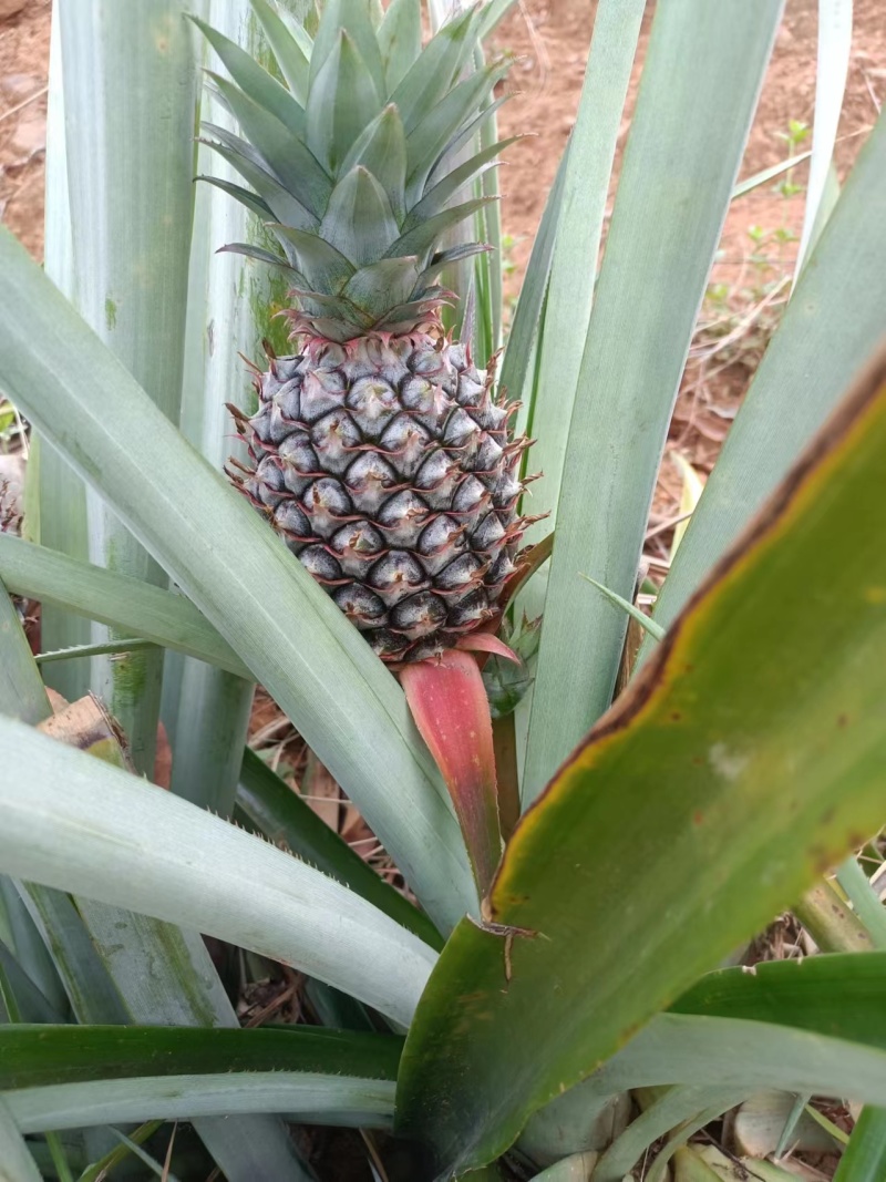 盆栽菠萝，水培菠萝大量供货。四季水果基地