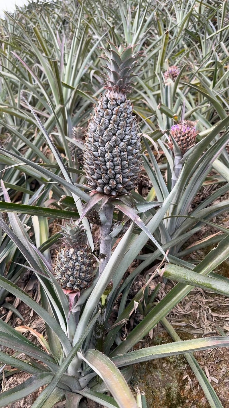 盆栽菠萝，水培菠萝大量供货。四季水果基地