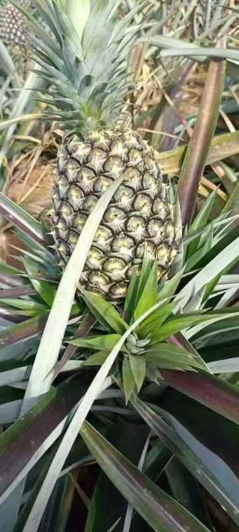 盆栽，小培凤梨，香水菠萝大量供货，一年四季均有货。