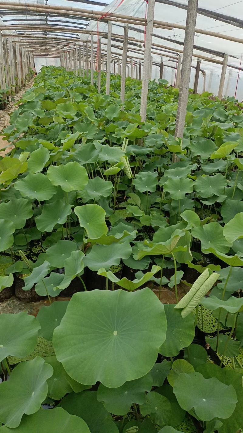 荷花，绿化荷花，高度50公分左右的荷花