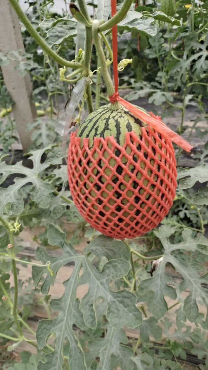 【推荐】西瓜全美2k西瓜精品西瓜大量上市欢迎订购